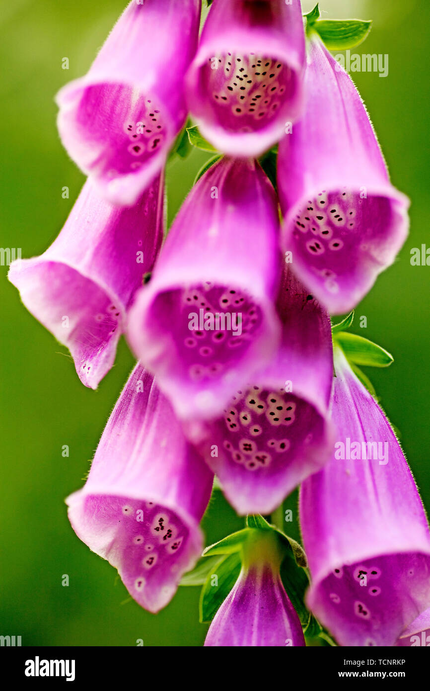 Wild flower Purpurea digitalis Plantaginaceae family macro background high quality prints Stock Photo
