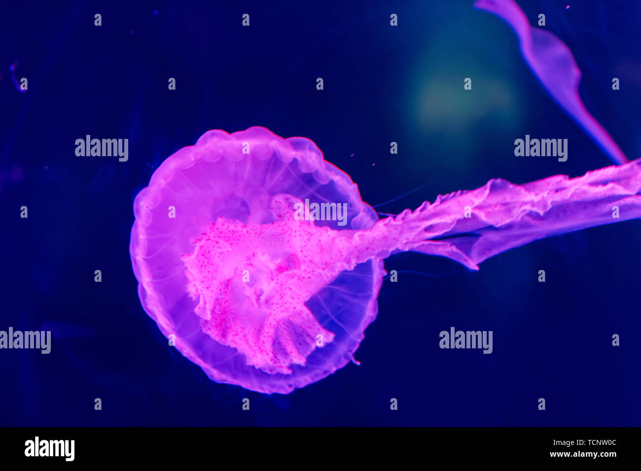 Shanghai Haichang Ocean Park jellyfish Stock Photo Alamy