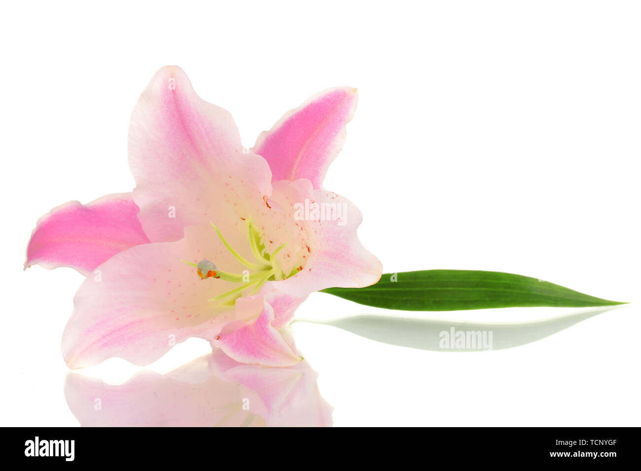 beautiful lily flower isolated on white Stock Photo - Alamy