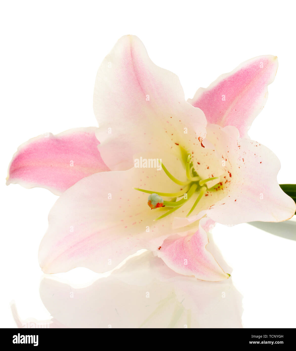 beautiful lily flower isolated on white Stock Photo - Alamy