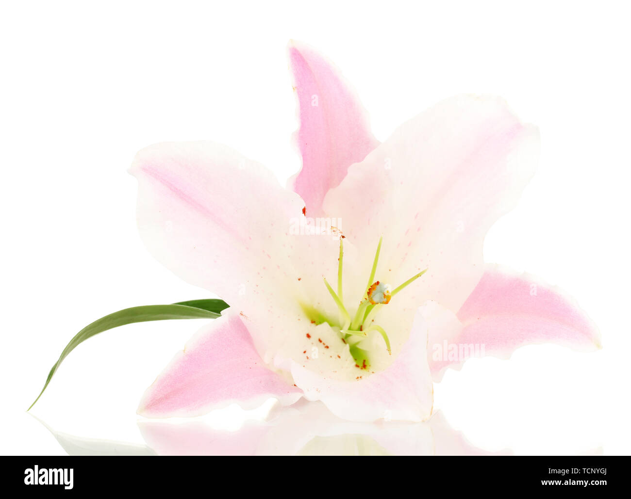 beautiful lily flower isolated on white Stock Photo - Alamy