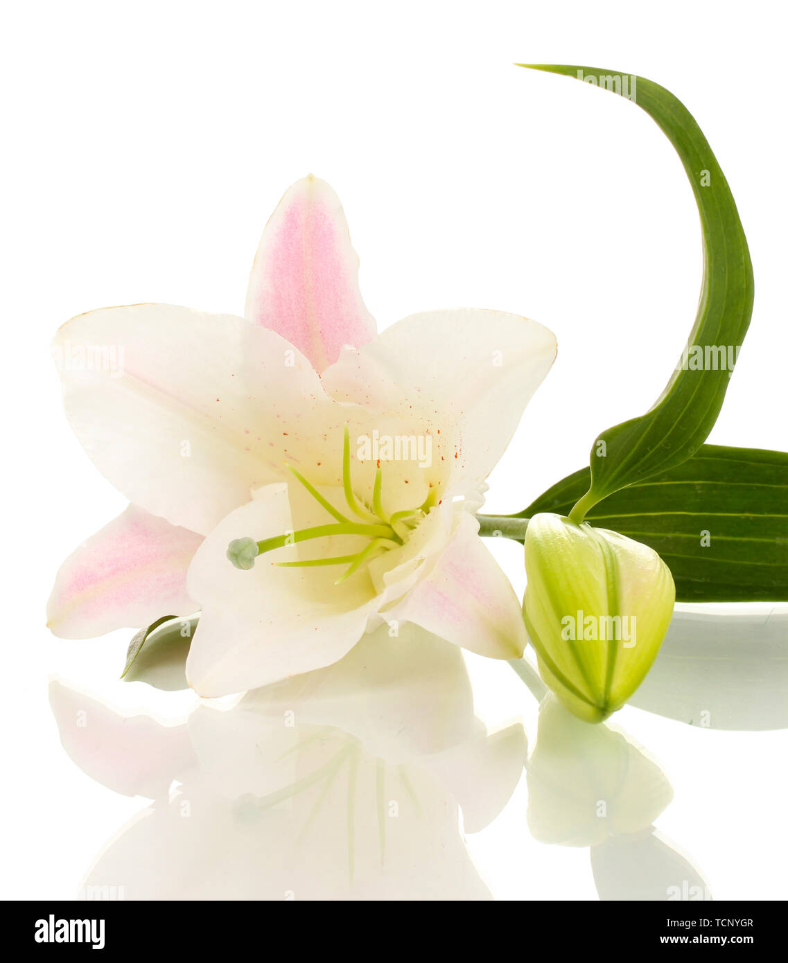 beautiful lily flower isolated on white Stock Photo - Alamy