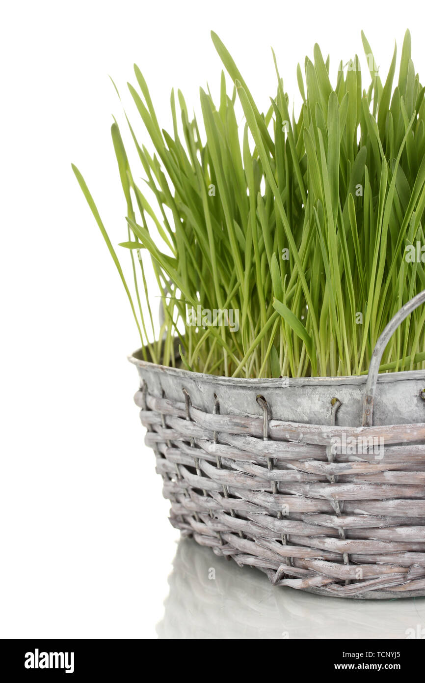 Green grass in basket isolated on white Stock Photo - Alamy