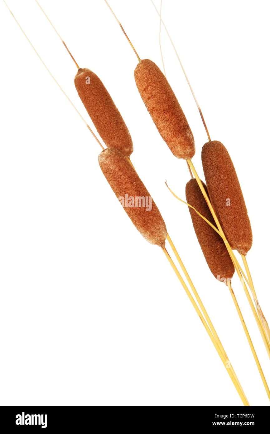 brown reeds, isolated on white Stock Photo
