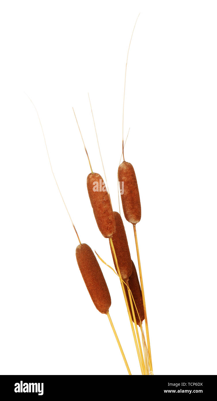 brown reeds, isolated on white Stock Photo
