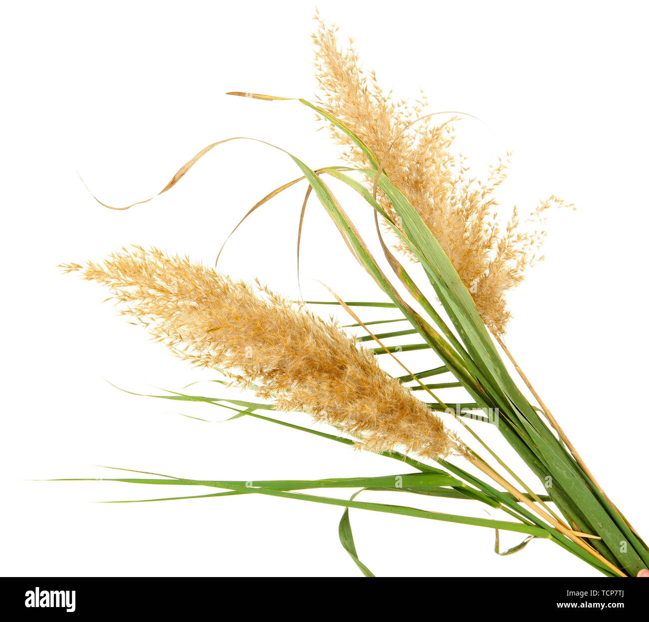 Closeup shot reeds plants hi-res stock photography and images - Alamy