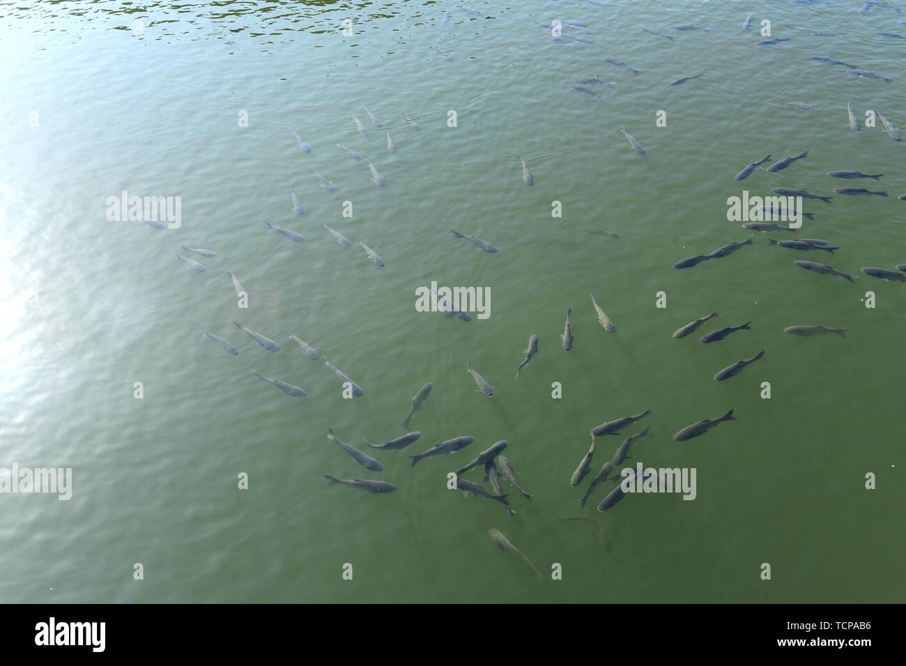 Fish pond grass carp Stock Photo Alamy