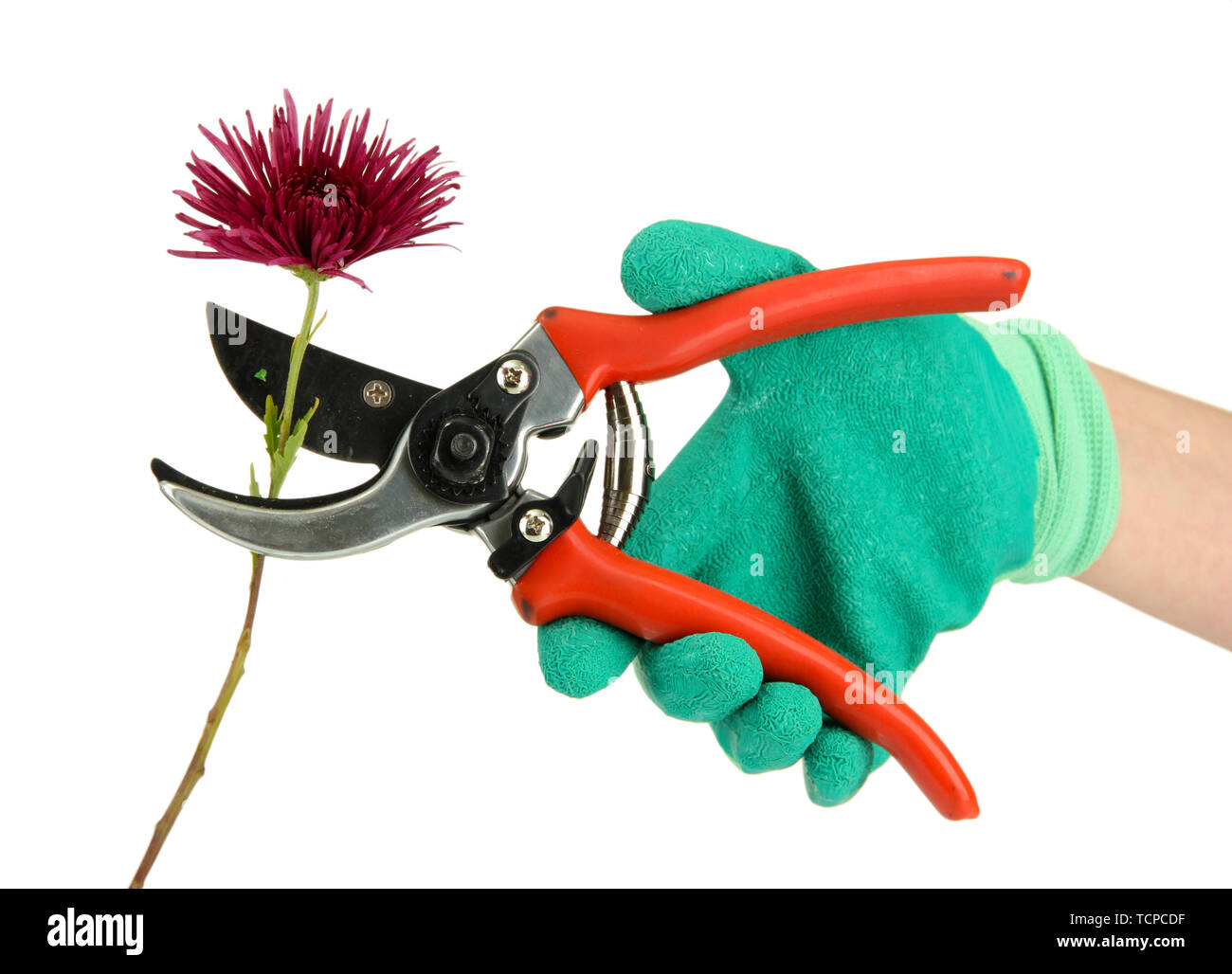 cutting flower with pruning shears isolated on white Stock Photo Alamy