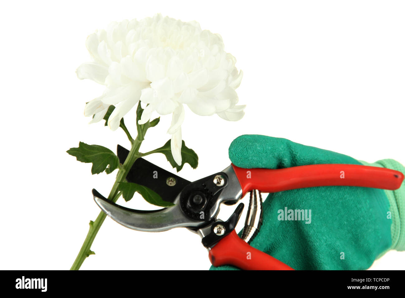 cutting flower with pruning shears isolated on white Stock Photo Alamy