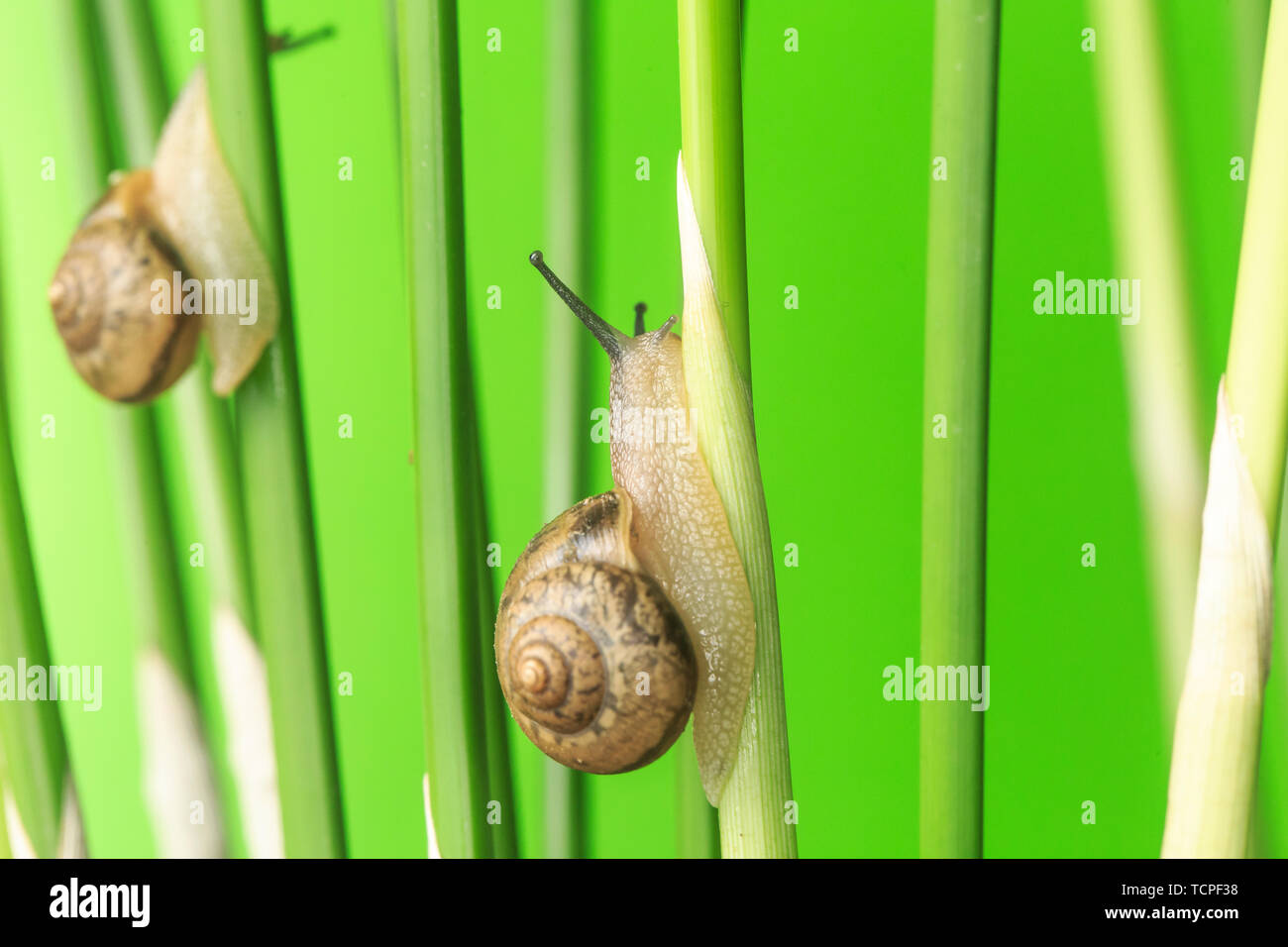 Garden snails with muddy gastropedal class slow plants with mucus hi