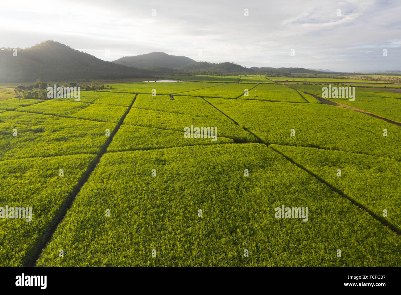 Sugar cane australia hires stock photography and images Alamy