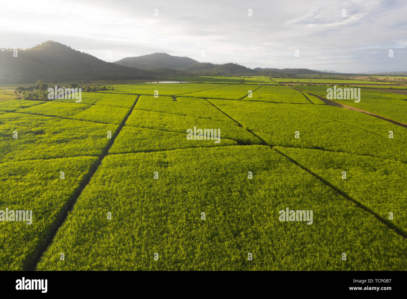 Aerial view over plantation of sugar canes agriculutural landscape in tropical wonderland with mountains in the background and path inbtween fields Stock Photo