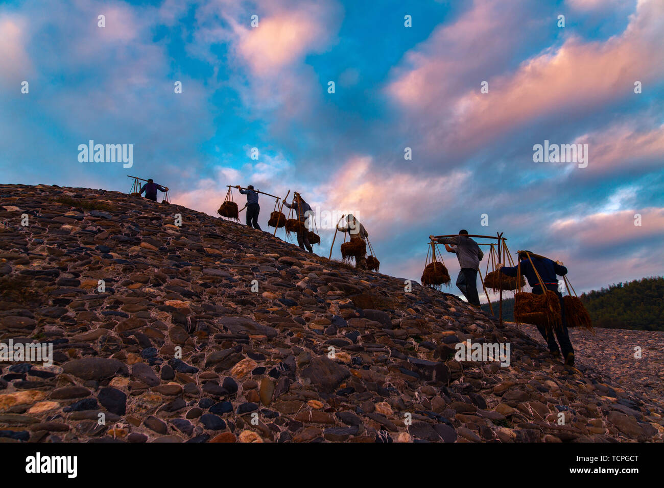 Raw materials for making rice paper — Liao grass — hillside sun grass