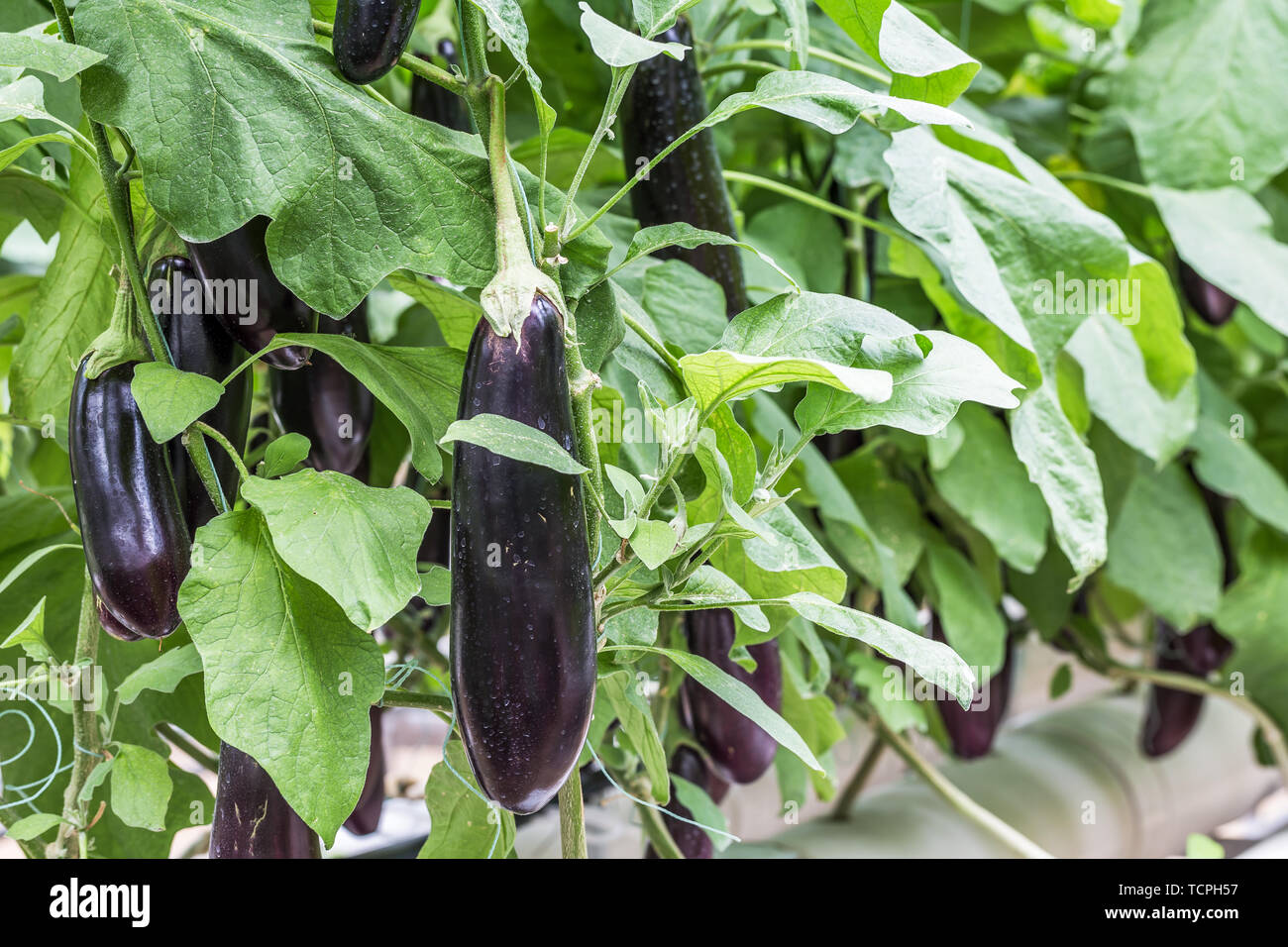 Long tomato planting. Photographed at Shandong Shouguang Vegetable Expo Stock Photo Alamy