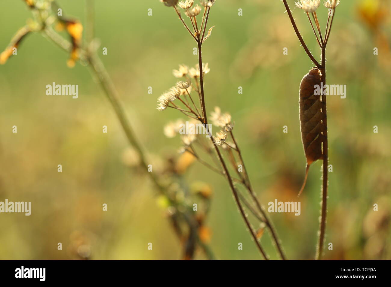 Original diagram straight out of natural ecology hi-res stock ...