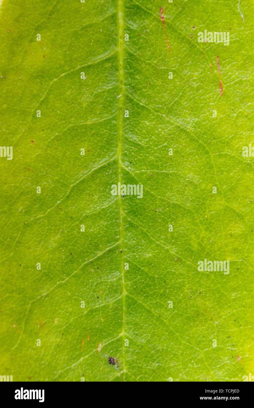 Minimal green leaf branch hi-res stock photography and images - Alamy