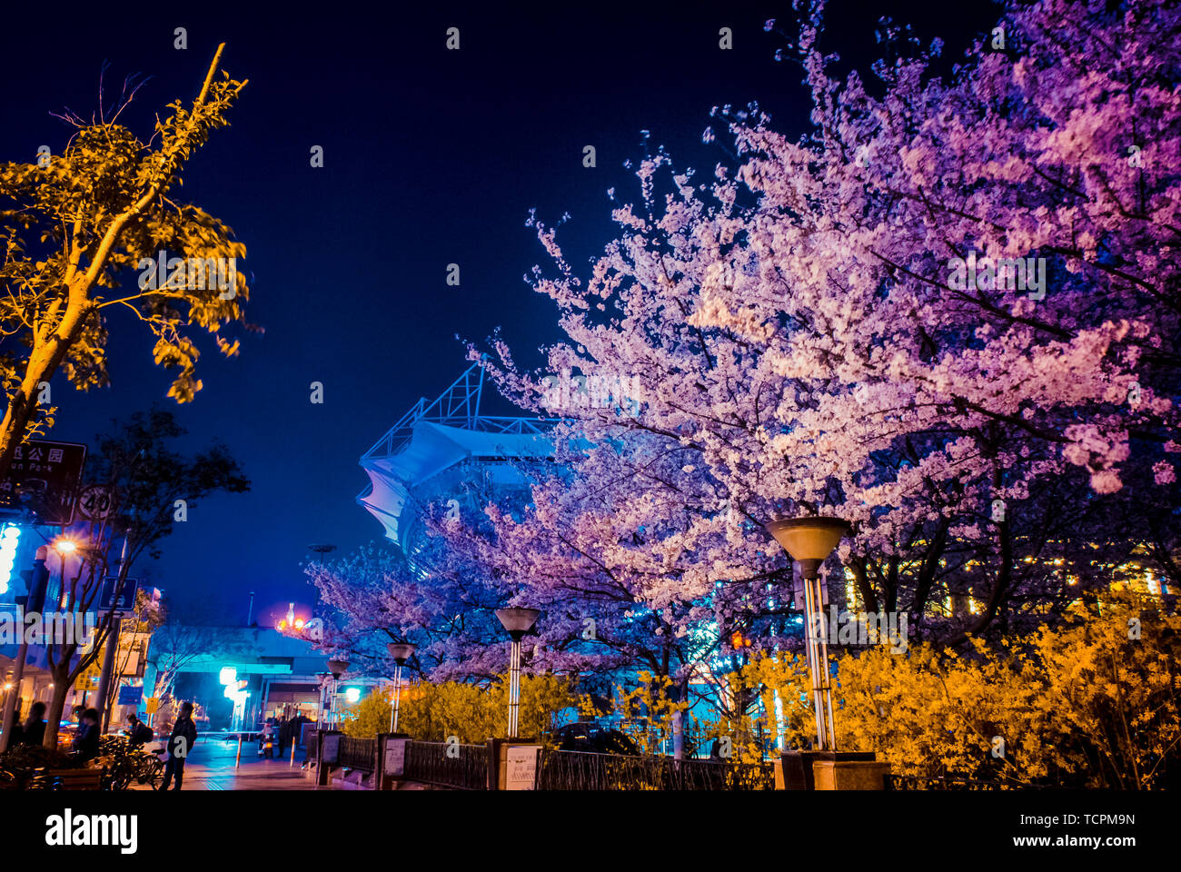 Romantic Cherry blossom Stock Photo - Alamy