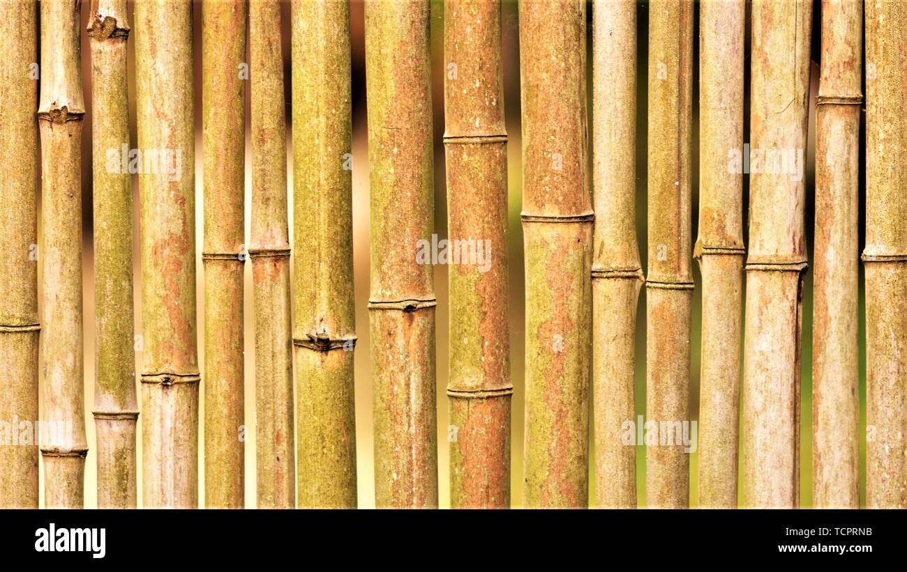 Bamboo wallpaper pattern hi-res stock photography and images - Alamy