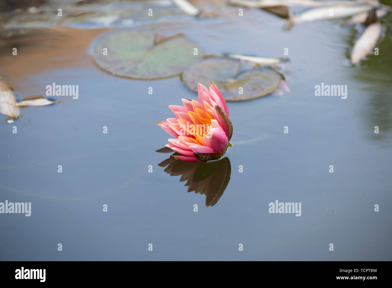 A lotus water lily in full bloom in summer. Stock Photo