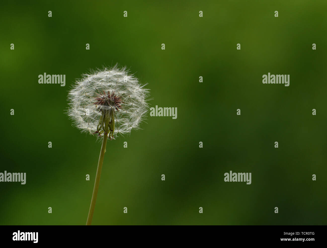 Dandelion and dry meadows hi-res stock photography and images - Alamy