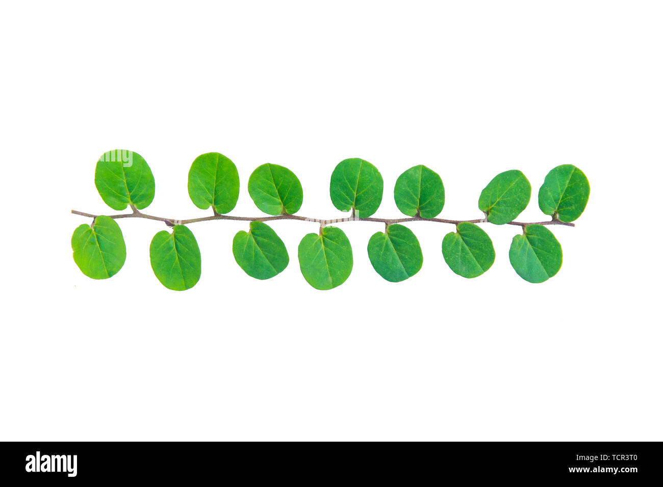 Vine plant climbing isolated on white background with clipping path Stock Photo