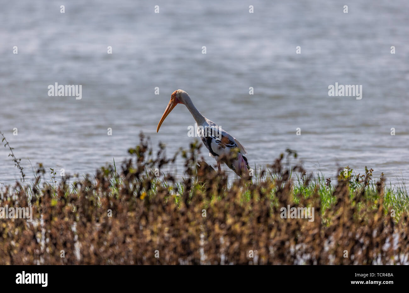 Colorful Storks The colorful stork that survives in the swamps of Sri Lanka Stock Photo ...