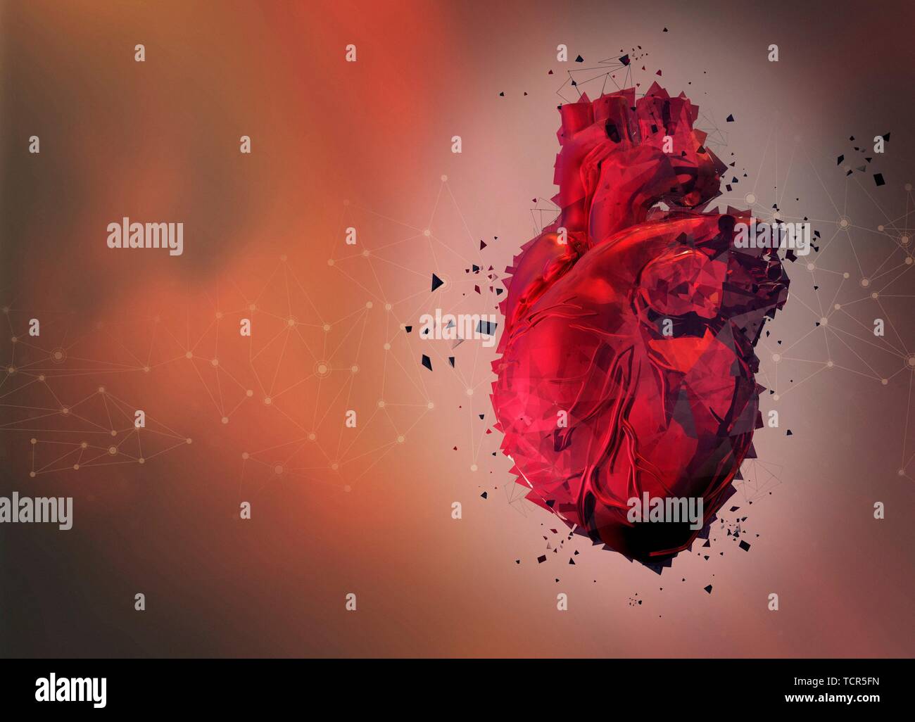 Human heart, illustration Stock Photo
