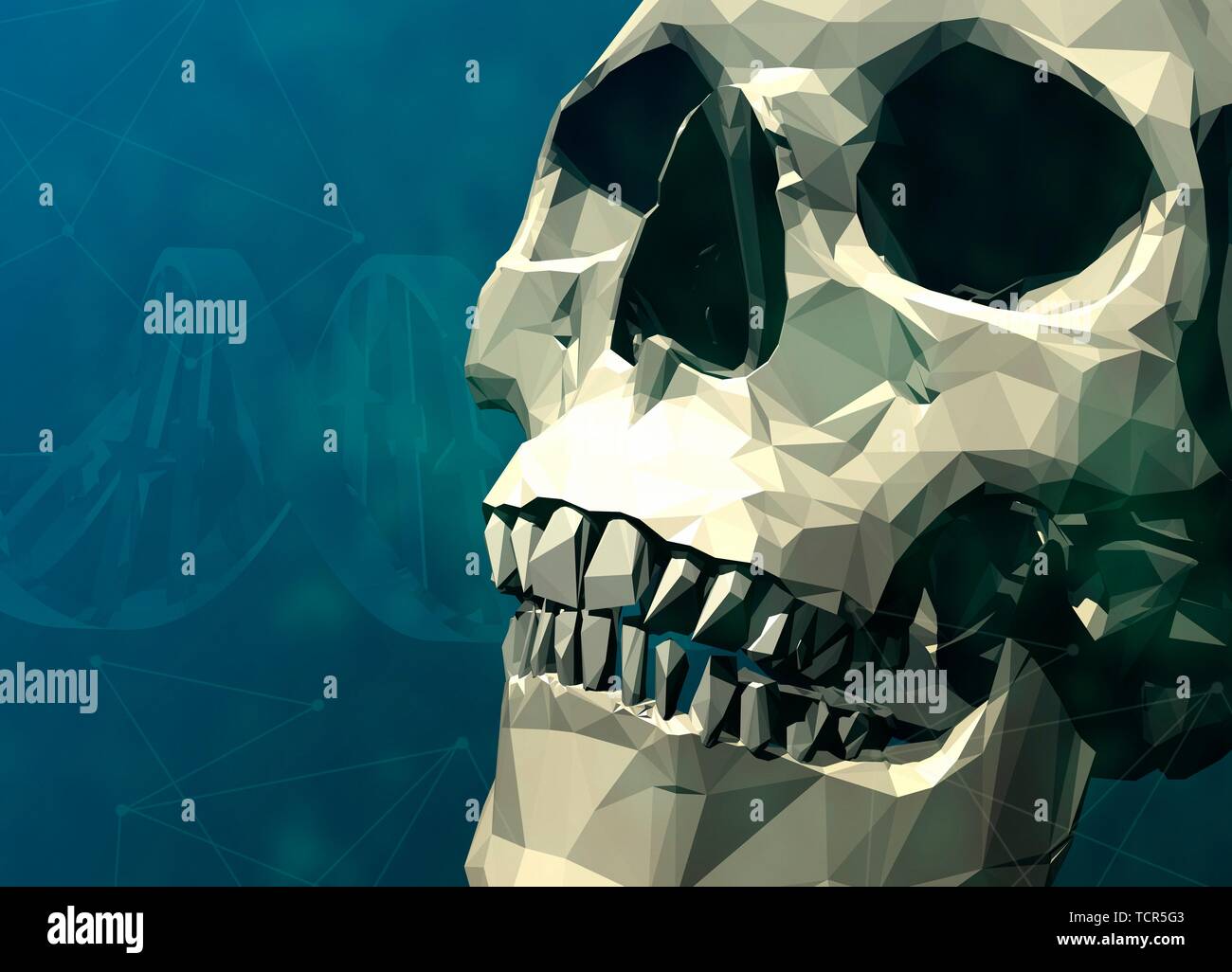 Human skull, illustration Stock Photo