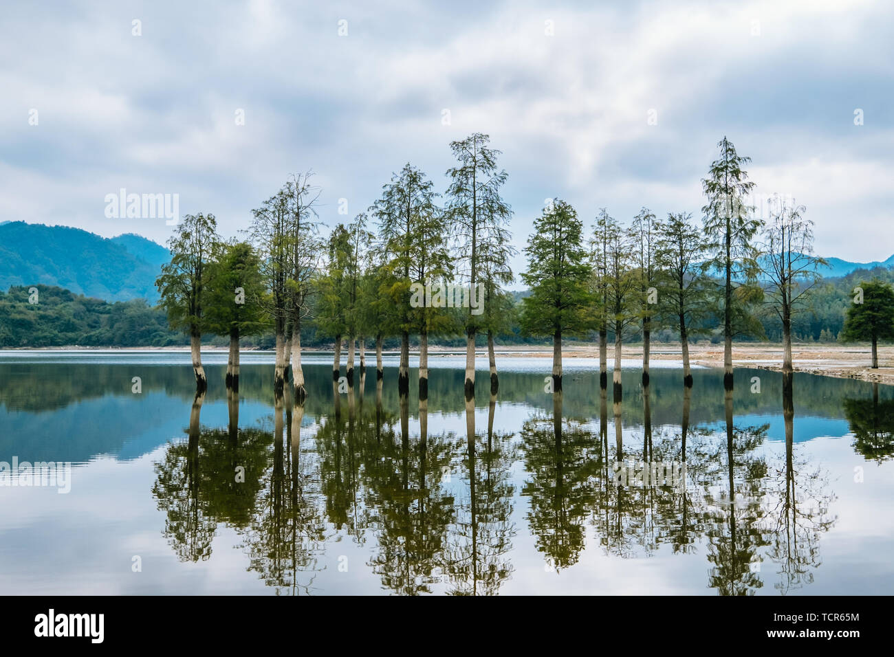 Sequoia trees and lakes growing in water Stock Photo Alamy
