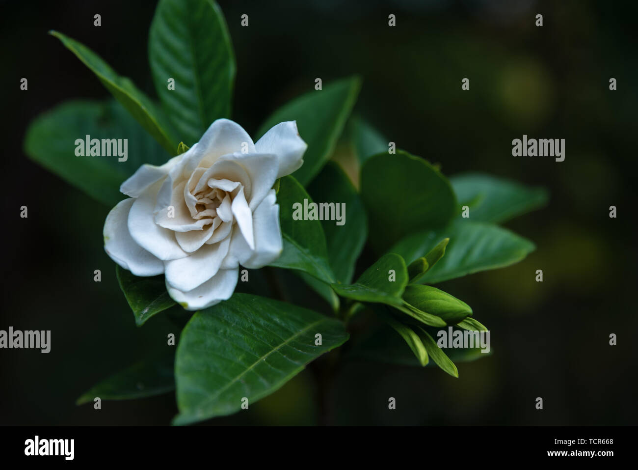 Gardenia Buds High Resolution Stock Photography and Images Alamy