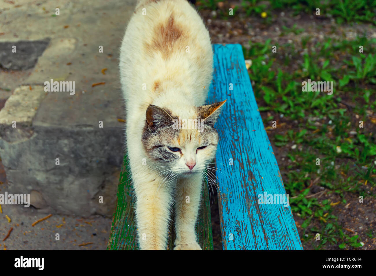 homeless stray cat sitting on the street, on a bench near the entrance ...