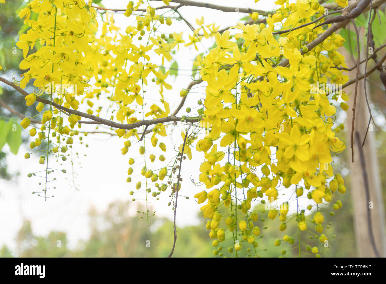 Golden Shower Tree. Cassia fistula Stock Photo - Alamy