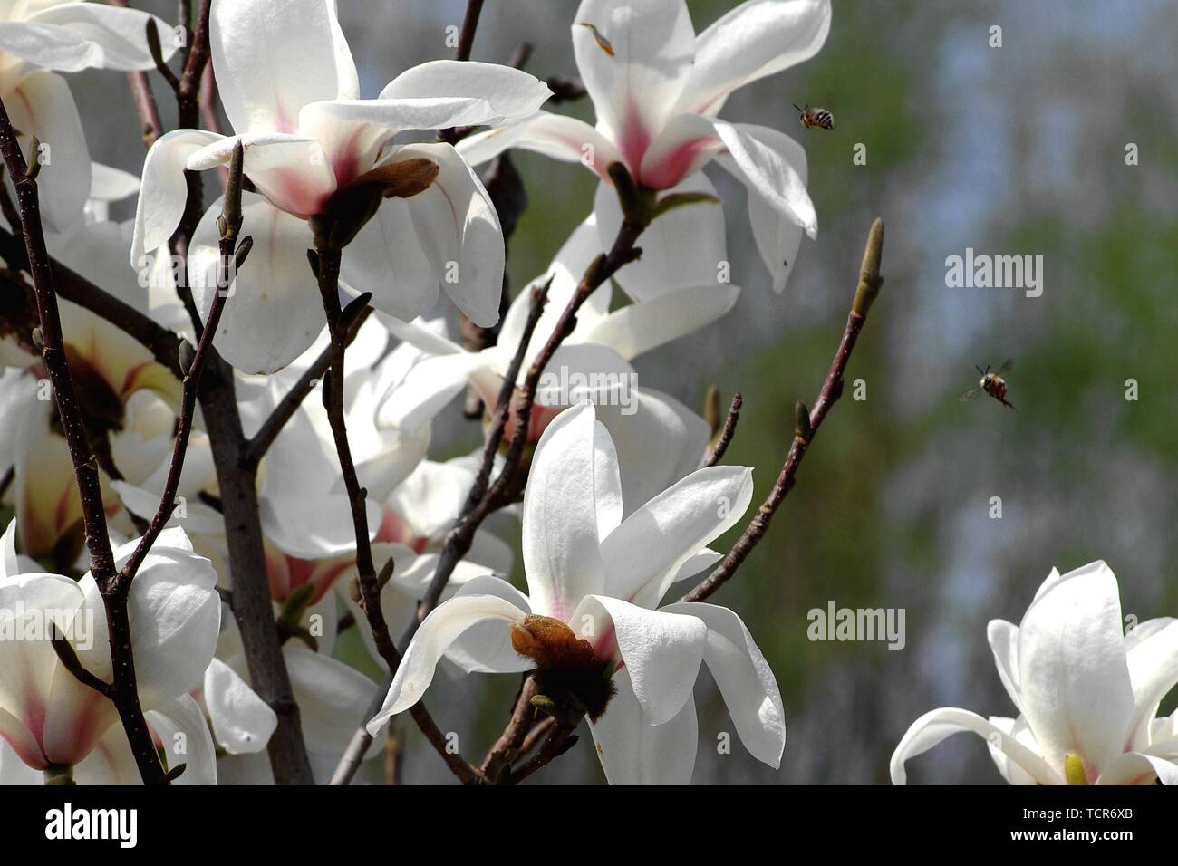 Magnolia magnolia flower Stock Photo