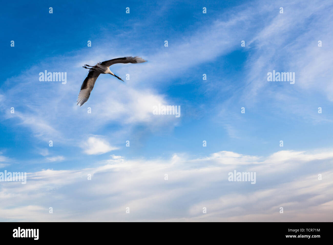 red - crowned crane Stock Photo - Alamy