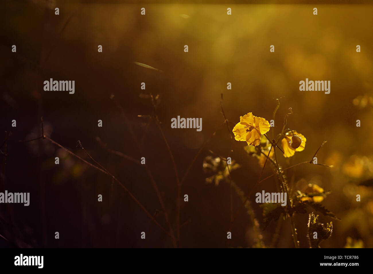 Sun light on flower field hi-res stock photography and images - Alamy