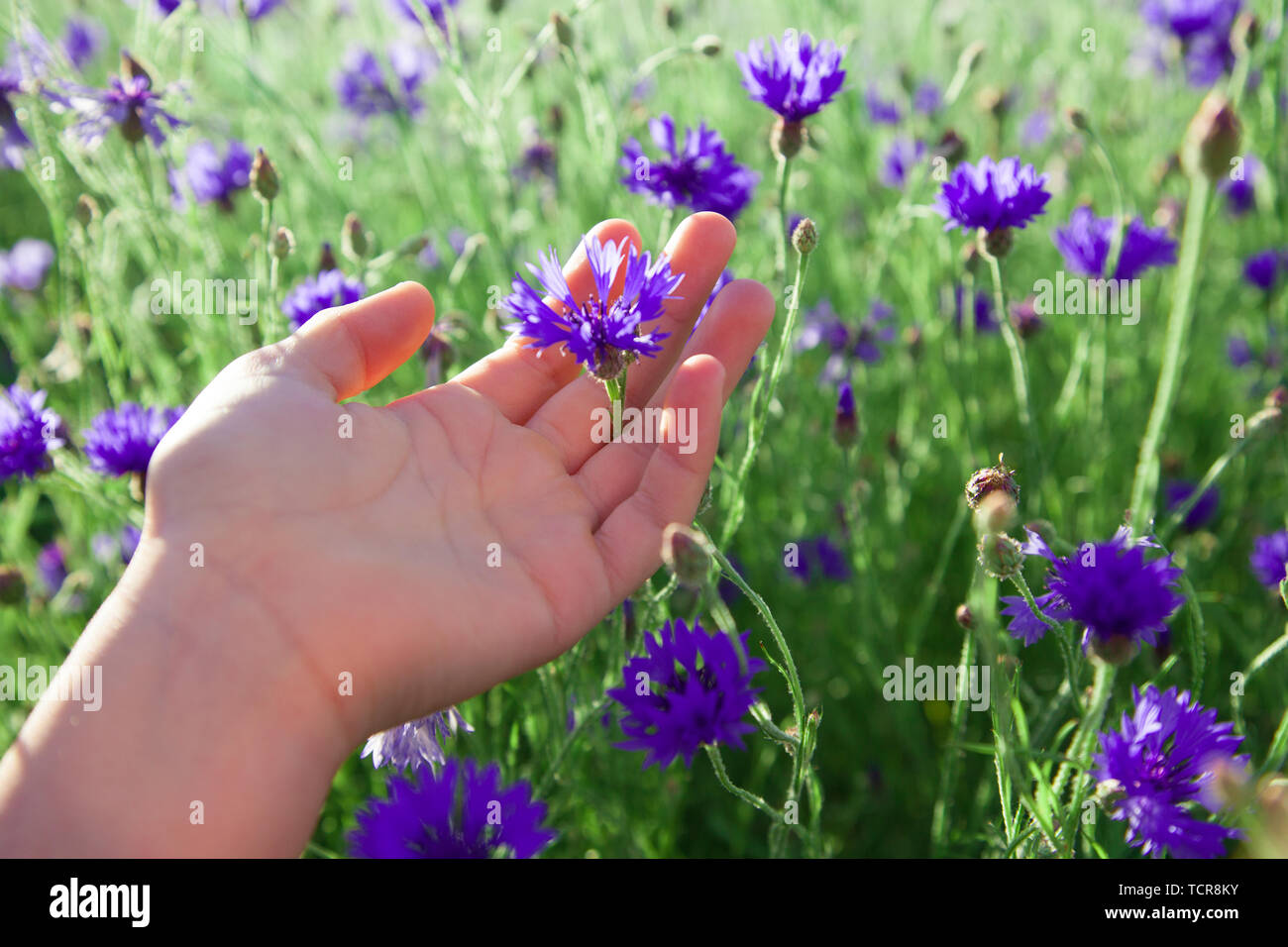 Download Hands Take Care Of Beautiful Blue Flower Of Cornflower Environment Of Nature Stock Photo Alamy PSD Mockup Templates