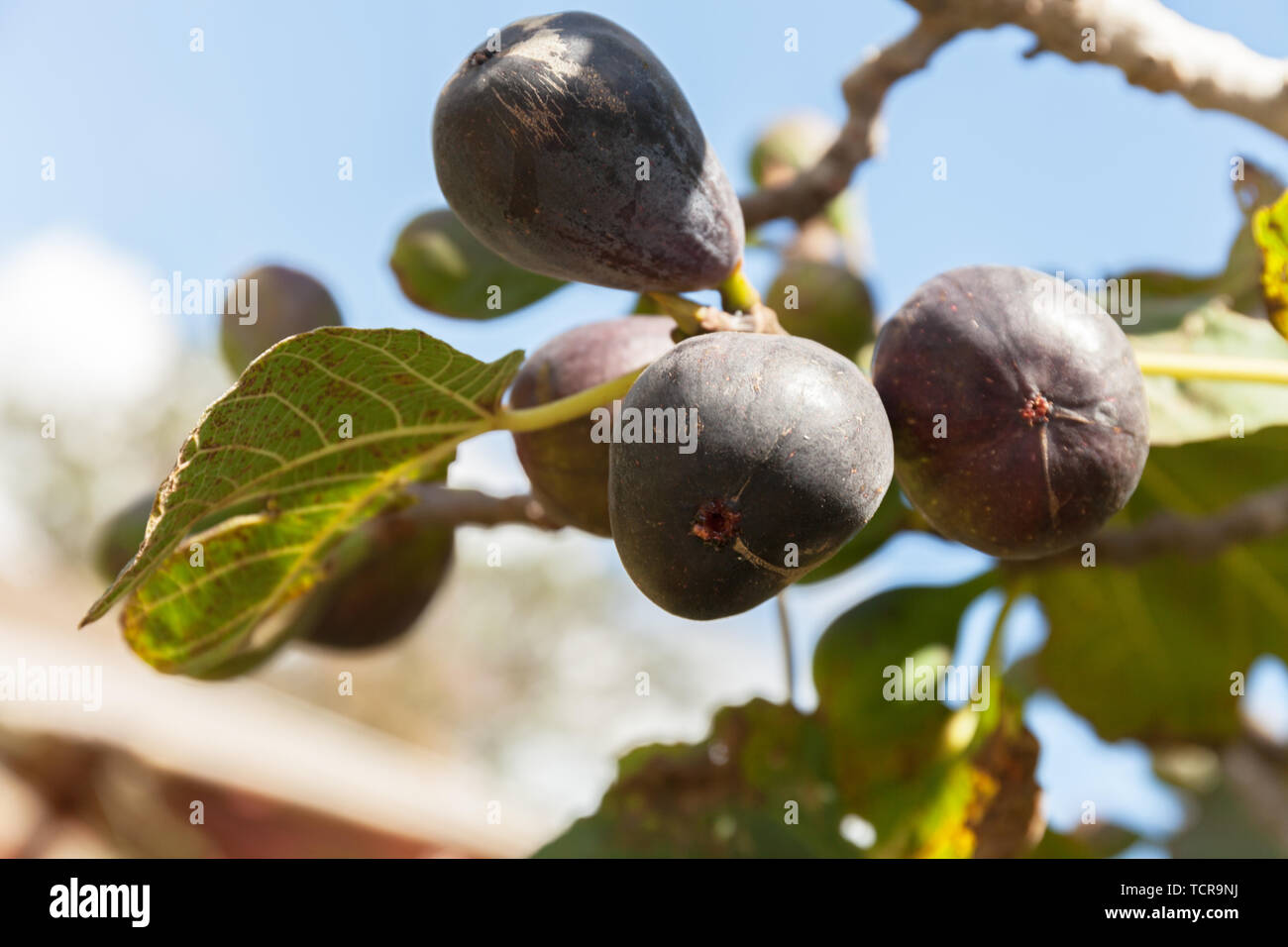 Over Ripped Figs Ripped fruit hi-res stock photography and images - Alamy