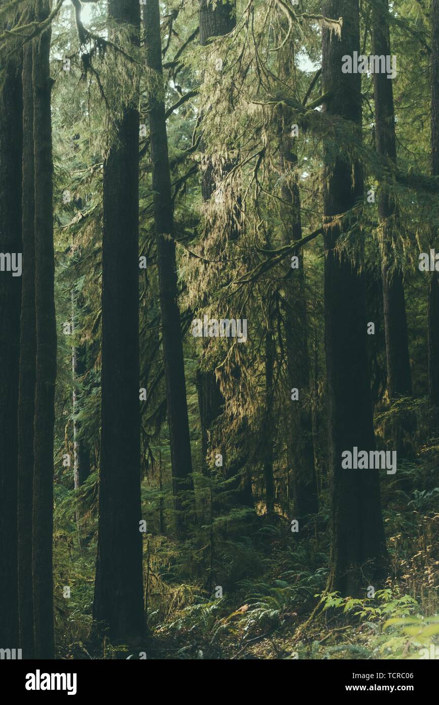 Dense thick forest hi-res stock photography and images - Alamy