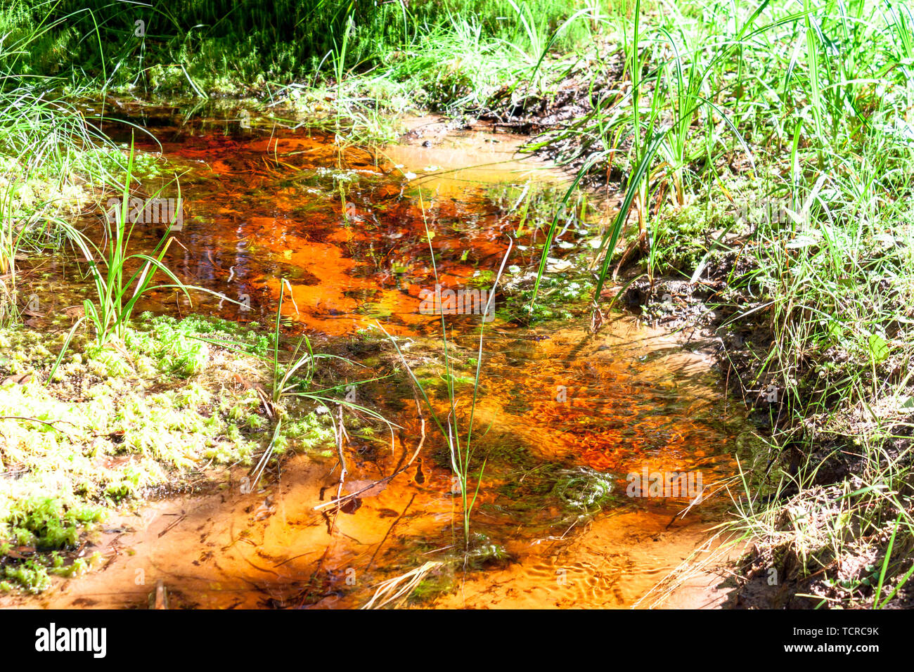 Swampy peat brook stream in North forest among grass and mosses Stock Photo