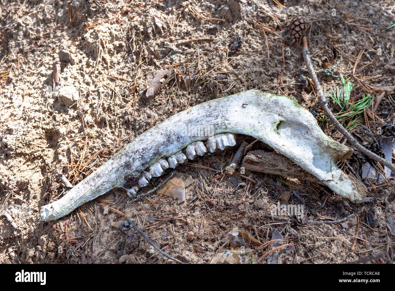 Animal jaw bone of dead animal with large teeth found lying on the ground  in the forest. Mystical witch concept Stock Photo - Alamy