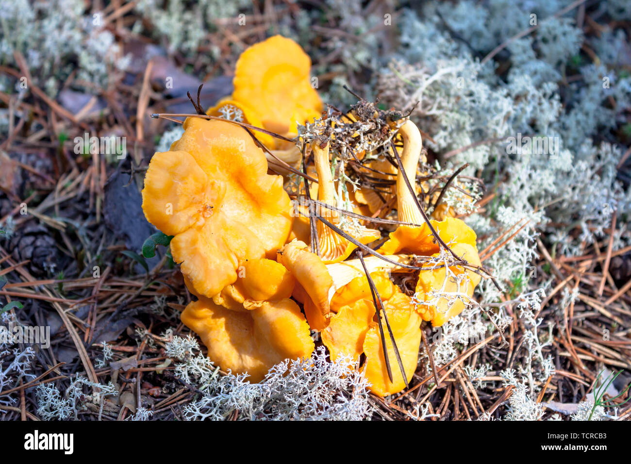 Few picked up yellow Craterellus lutescens foot chanterelle mushrooms fungus in white lichen in the North. Stock Photo