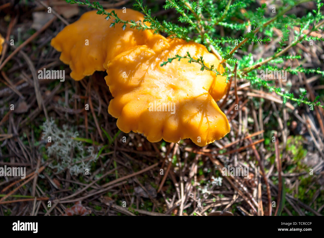 Few yellow Craterellus lutescens foot chanterelle mushrooms fungus in white lichen in the North. Stock Photo