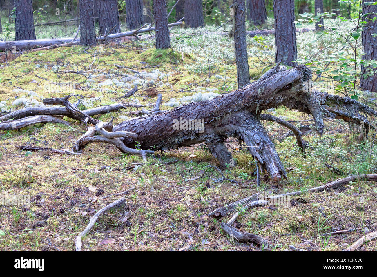 Dry fallen tree snag dried dead on the moss on the background of coniferous forest Stock Photo