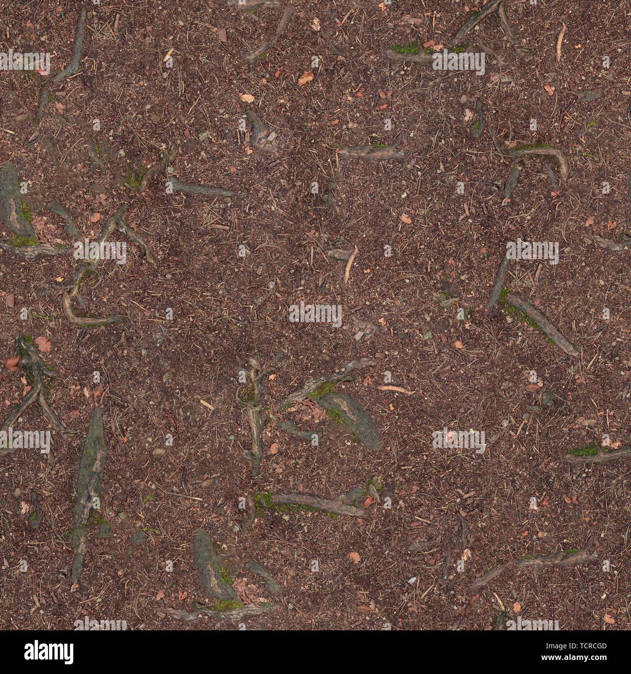 Protruded Roots Tree Roots Protruding High Resolution Stock Photography and Images - Alamy