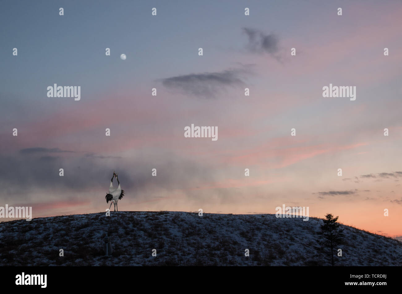 Red crowned crane flying sunset hi-res stock photography and images - Alamy