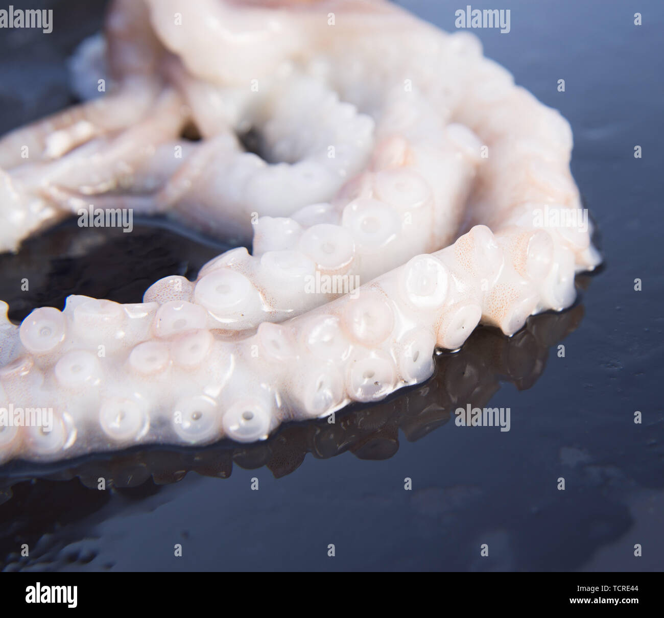 A close-up of fresh octopus tentacles Stock Photo - Alamy