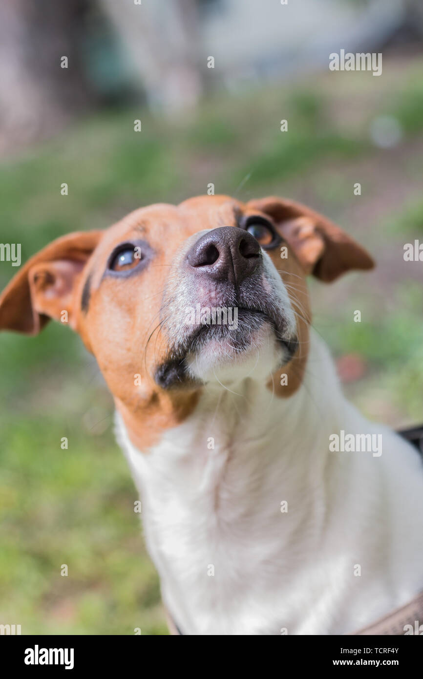 The clever look of the dog is looking up. Pet. Stock Photo