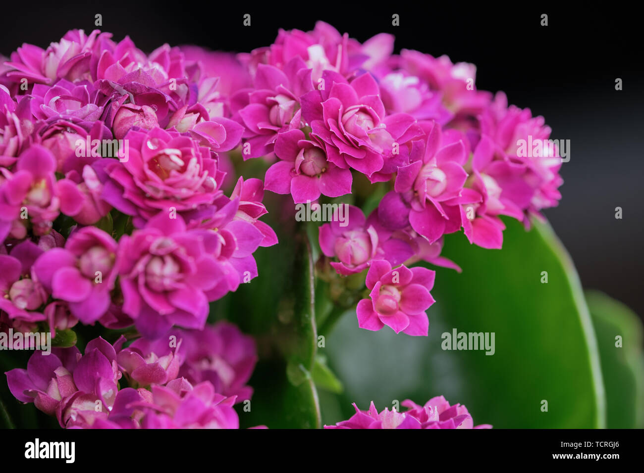 macro color picture of pink Kalanchoe blossfeldiana flower Stock Photo