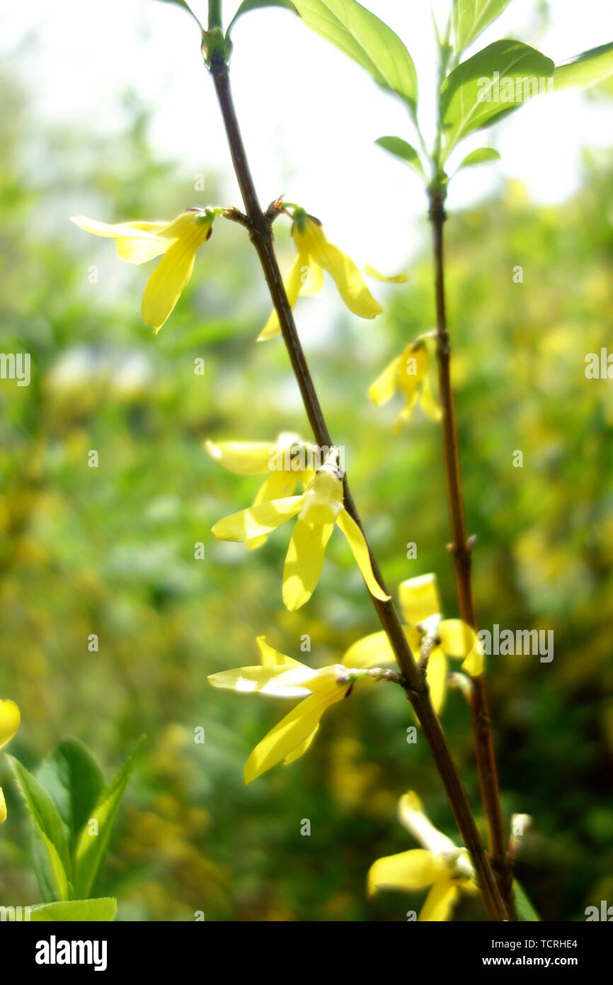 Forsythia Suspensa Stock Photo Alamy Forsythia Suspensa Stock Photo Alamy