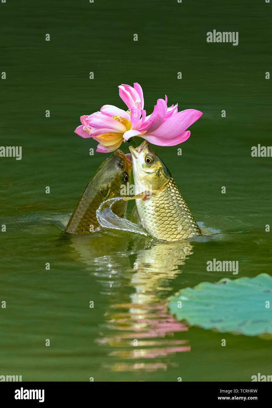 Flowers and fishers Stock Photo Alamy